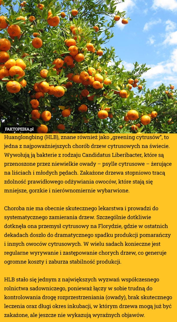 
    Huanglongbing (HLB), znane również jako „greening cytrusów”, to jedna z