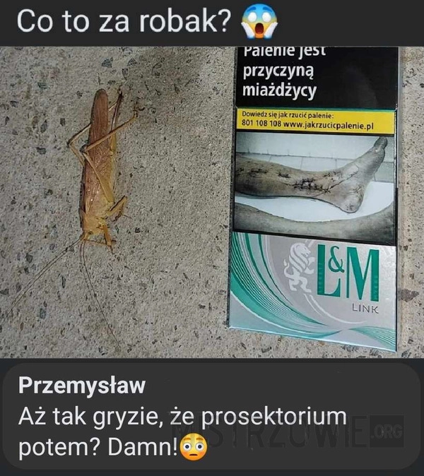 
    Co to za robak?