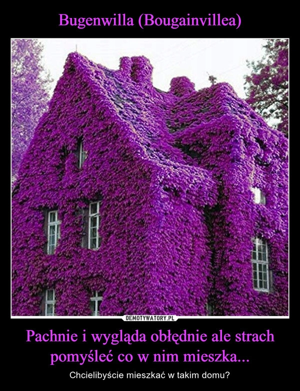 
    Bugenwilla (Bougainvillea) Pachnie i wygląda obłędnie ale strach pomyśleć co w nim mieszka...