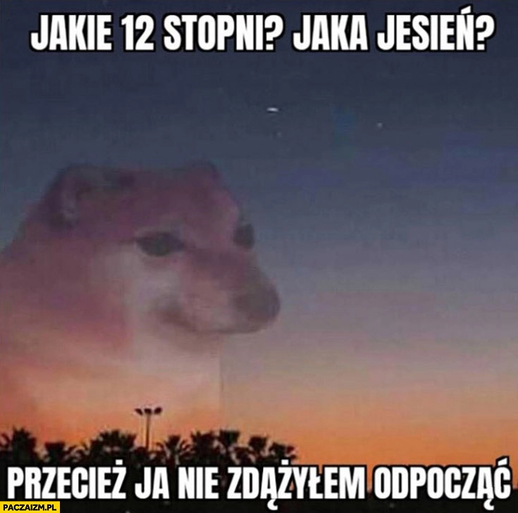 
    Jakie 12 stopni jaka jesień? Przecież ja nie zdążyłem odpocząć pies pieseł doge