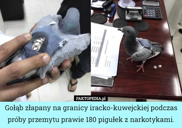 
    Gołąb złapany na granicy iracko-kuwejckiej podczas próby przemytu prawie