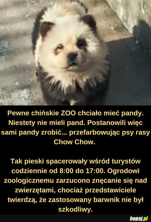 
    Pan da pandę.