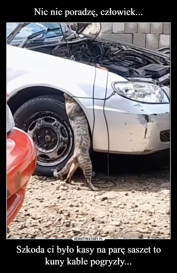 
    Nic nie poradzę, człowiek... Szkoda ci było kasy na parę saszet to kuny kable pogryzły...