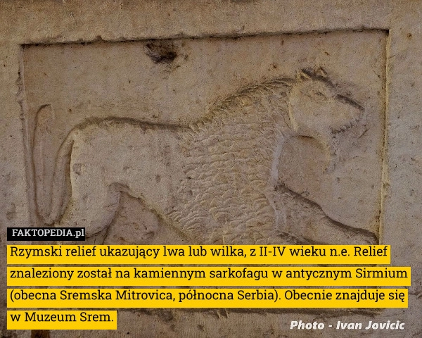 
    Rzymski relief ukazujący lwa lub wilka, z II-IV wieku n.e. Relief znaleziony