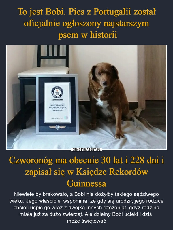 
    To jest Bobi. Pies z Portugalii został oficjalnie ogłoszony najstarszym
 psem w historii Czworonóg ma obecnie 30 lat i 228 dni i zapisał się w Księdze Rekordów Guinnessa