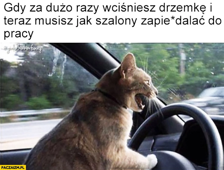 Gdy za dużo rady wciśniesz drzemkę i teraz musisz jak szalony zapierdzielać do pracy. Kot kierowca za kierownicą