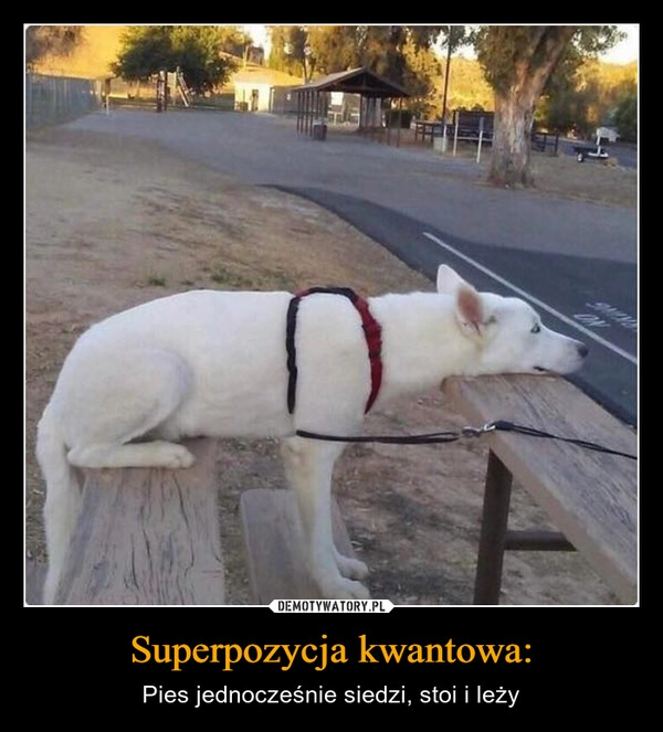 
    Superpozycja kwantowa:
