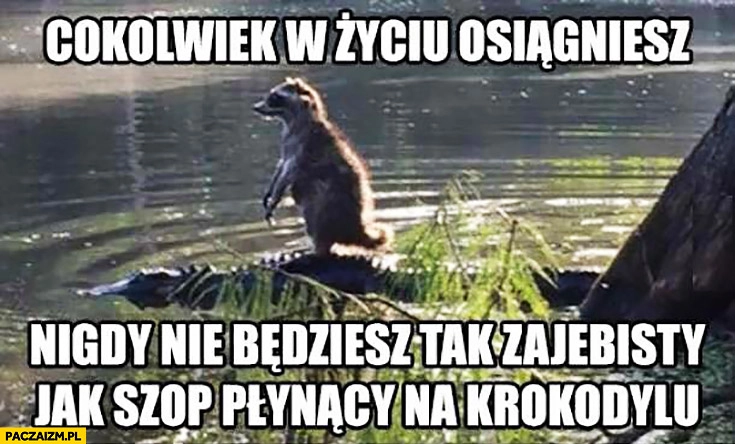 
    Cokolwiek w życiu osiągniesz nigdy nie będziesz tak zajebisty jak szop płynący na krokodylu