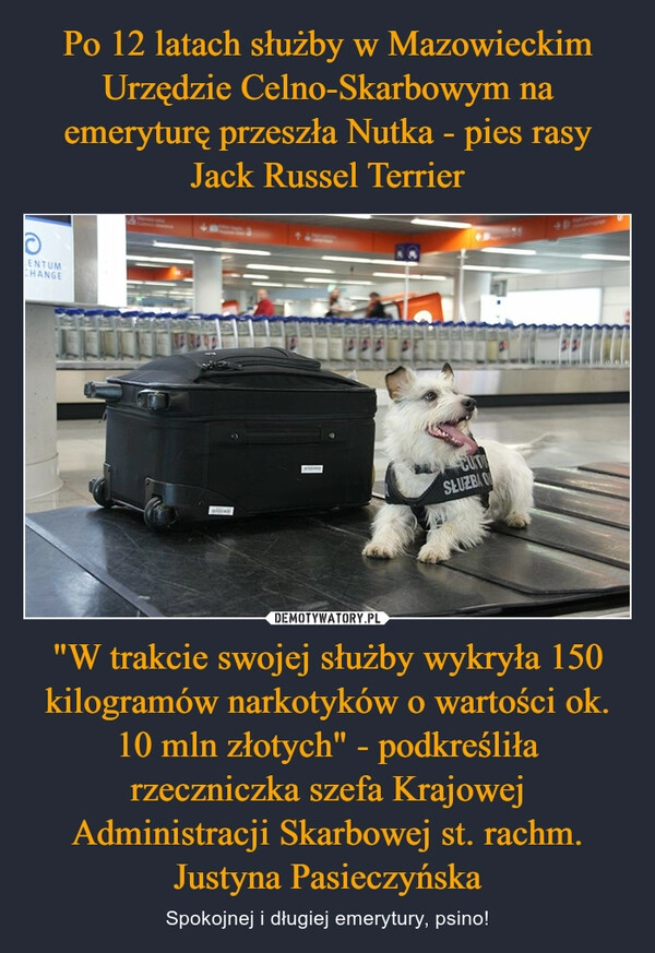 
    Po 12 latach służby w Mazowieckim Urzędzie Celno-Skarbowym na emeryturę przeszła Nutka - pies rasy Jack Russel Terrier "W trakcie swojej służby wykryła 150 kilogramów narkotyków o wartości ok. 10 mln złotych" - podkreśliła rzeczniczka szefa Krajowej Administracji Skarbowej st. rachm. Justyna Pasieczyńska