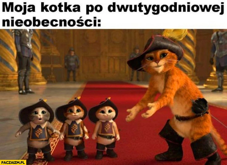 
    Moja kotka po dwutygodniowej nieobecności małe koty