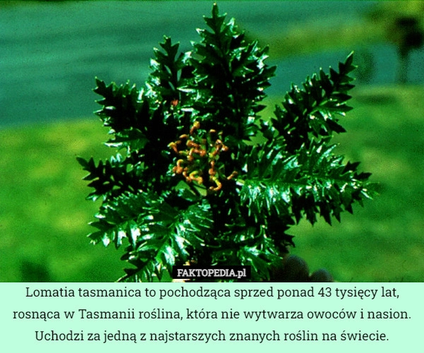 
    Lomatia tasmanica to pochodząca sprzed ponad 43 tysięcy lat, rosnąca w Tasmanii