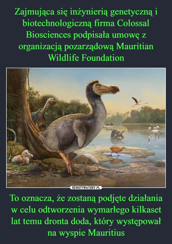 
    Zajmująca się inżynierią genetyczną i biotechnologiczną firma Colossal Biosciences podpisała umowę z organizacją pozarządową Mauritian Wildlife Foundation To oznacza, że zostaną podjęte działania w celu odtworzenia wymarłego kilkaset lat temu dronta doda, który występował na wyspie Mauritius