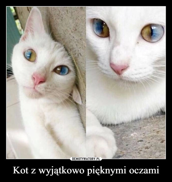 
    Kot z wyjątkowo pięknymi oczami