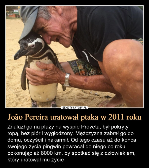 
    João Pereira uratował ptaka w 2011 roku