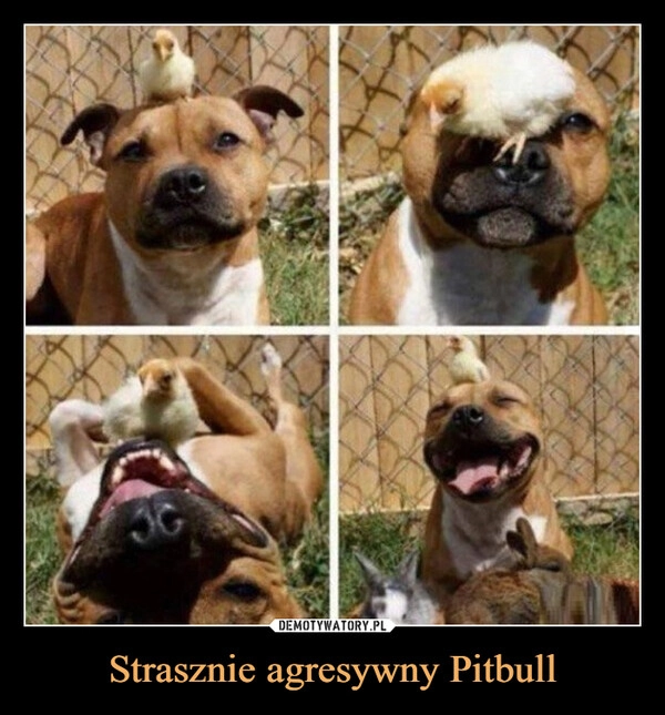 
    Strasznie agresywny Pitbull