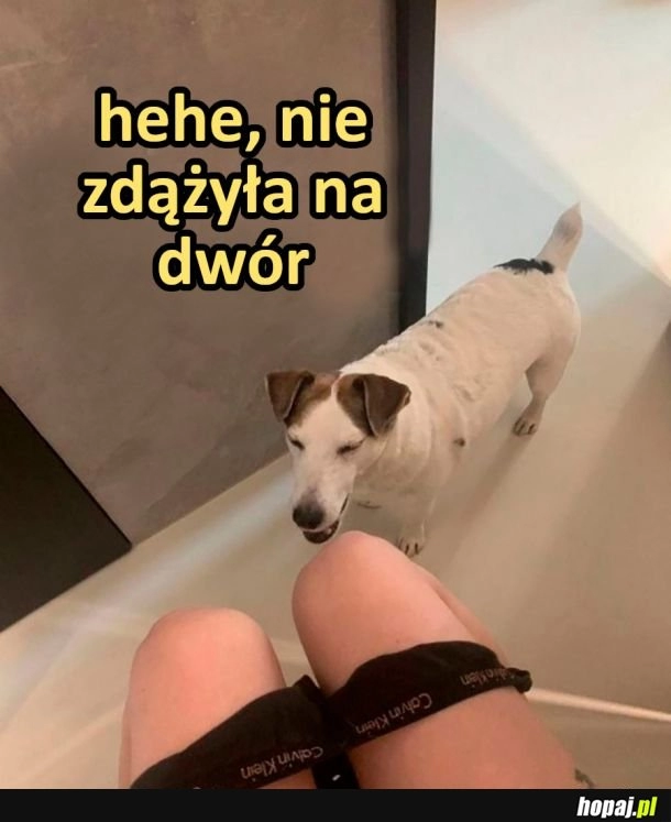 
    Piesek się nabija z człowieka