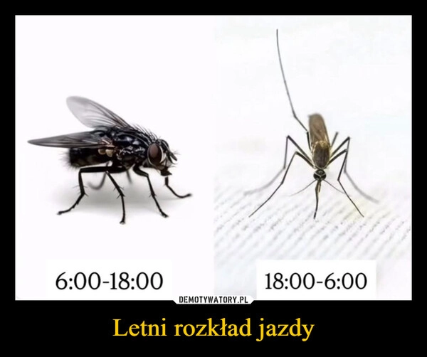 
    Letni rozkład jazdy