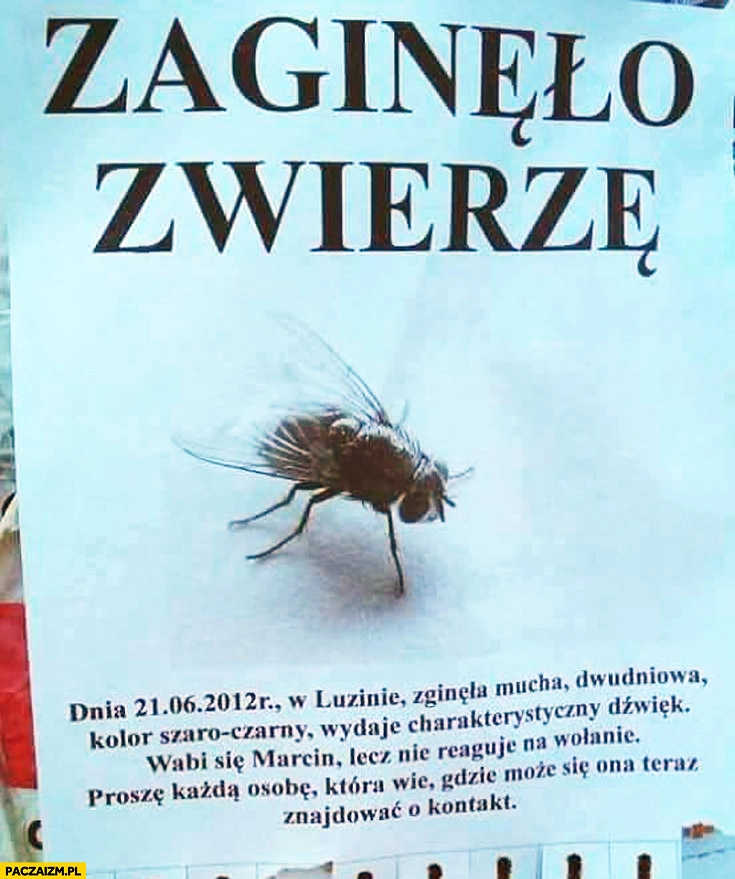 
    Ogłoszenie zaginęło zwierzę mucha wabi się Marcin