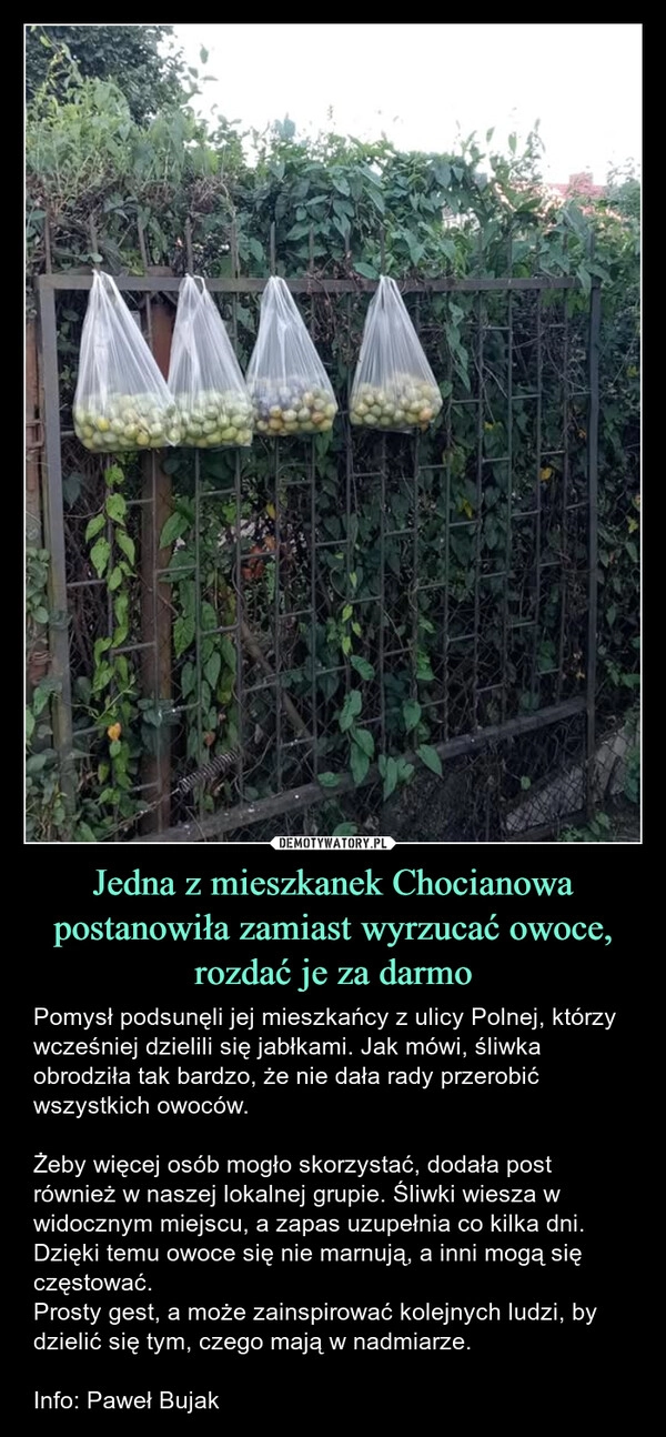 
    Jedna z mieszkanek Chocianowa postanowiła zamiast wyrzucać owoce, rozdać je za darmo