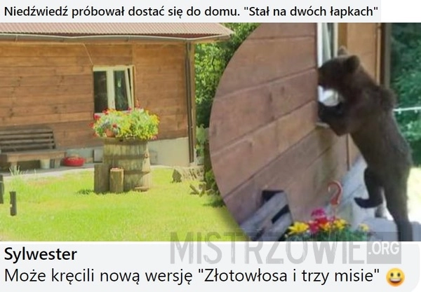 
    Niedźwiedź