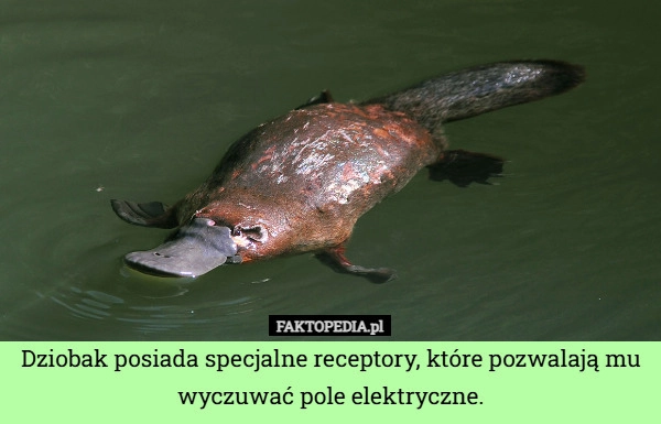 
    Dziobak posiada specjalne receptory, które pozwalają mu wyczuwać pole elektryczne.