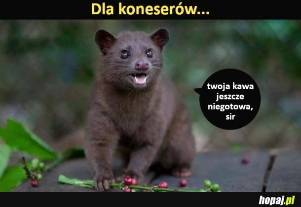 
    Dla koneserów