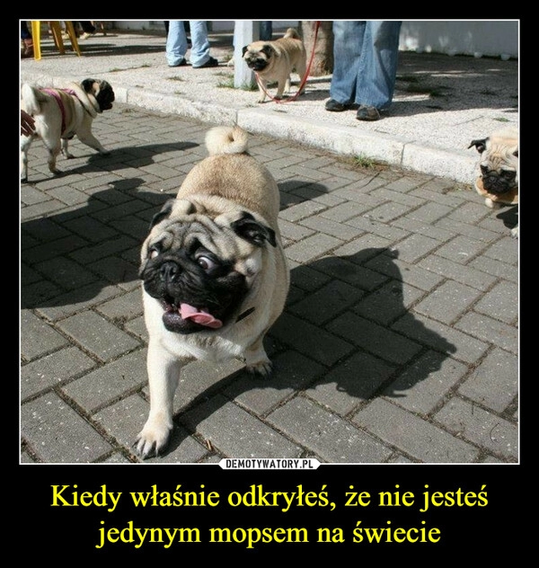 
    Kiedy właśnie odkryłeś, że nie jesteś jedynym mopsem na świecie