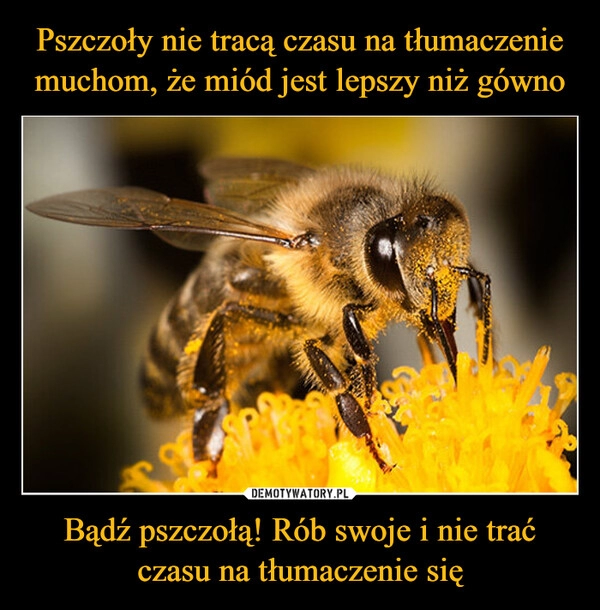 
    Pszczoły nie tracą czasu na tłumaczenie muchom, że miód jest lepszy niż gówno Bądź pszczołą! Rób swoje i nie trać czasu na tłumaczenie się