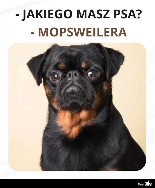 
    Mopsweiler jak malowany 