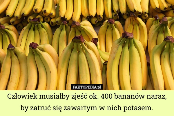 
    Człowiek musiałby zjeść ok. 400 bananów naraz, by zatruć się zawartym w