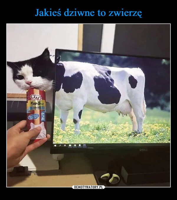 
    Jakieś dziwne to zwierzę