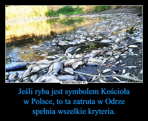 
    Jeśli ryba jest symbolem Kościoła w Polsce, to ta zatruta w Odrze
spełnia wszelkie kryteria.