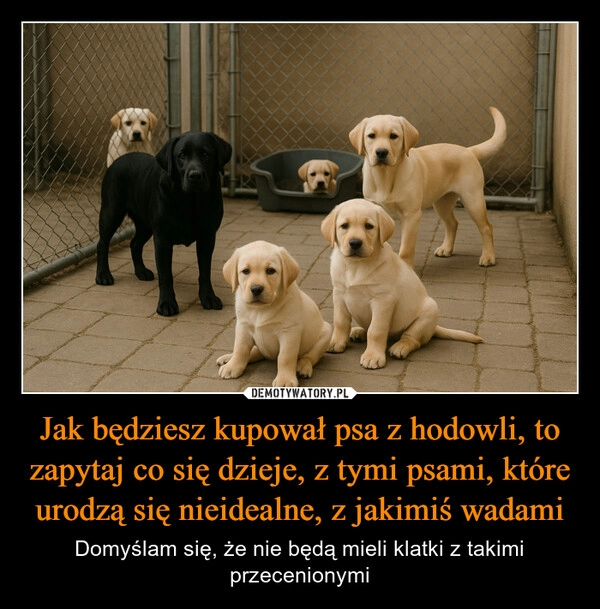 
    Jak będziesz kupował psa z hodowli, to zapytaj co się dzieje, z tymi psami, które urodzą się nieidealne, z jakimiś wadami