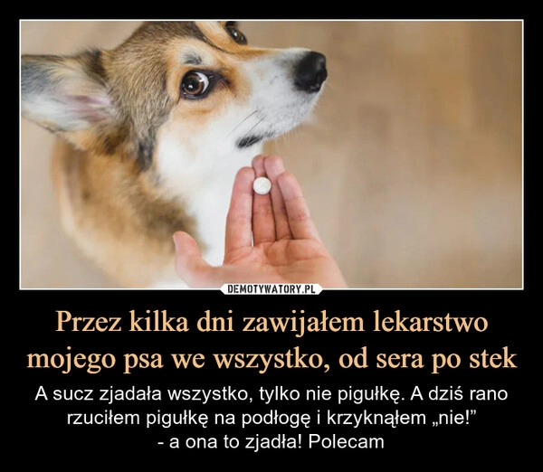 
    Przez kilka dni zawijałem lekarstwo mojego psa we wszystko, od sera po stek