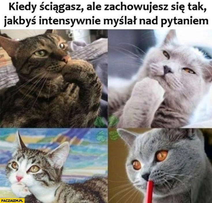 
    Kot koty kiedy ściągasz ale zachowujesz się tak jakbyś intensywnie myślał nad pytaniem