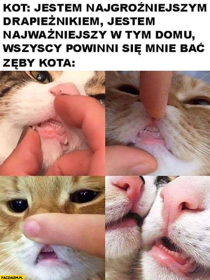 
    Kot jestem najgroźniejszym drapieżnikiem, wszyscy powinni się mnie bać. Zęby kota drobne ząbki