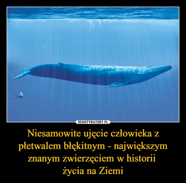
    Niesamowite ujęcie człowieka z płetwalem błękitnym - największym znanym zwierzęciem w historii 
życia na Ziemi
