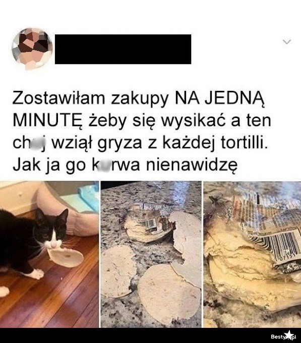 
    Kot i zakupy 