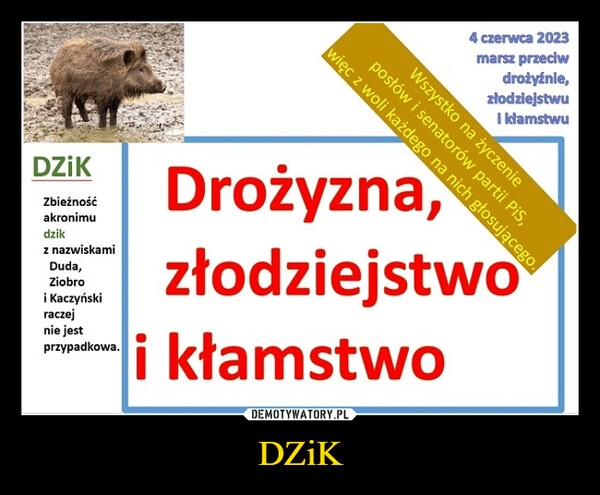 
    DZiK