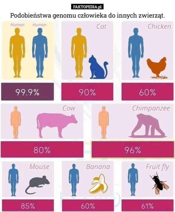 
    Podobieństwa genomu człowieka do innych zwierząt.