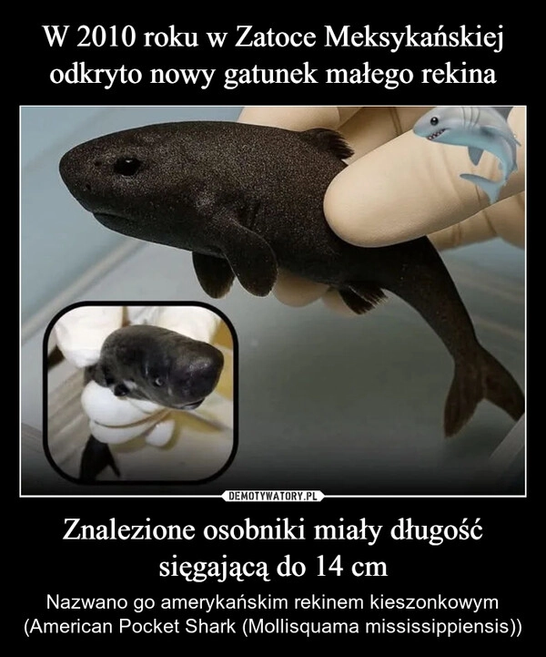 
    W 2010 roku w Zatoce Meksykańskiej odkryto nowy gatunek małego rekina Znalezione osobniki miały długość sięgającą do 14 cm