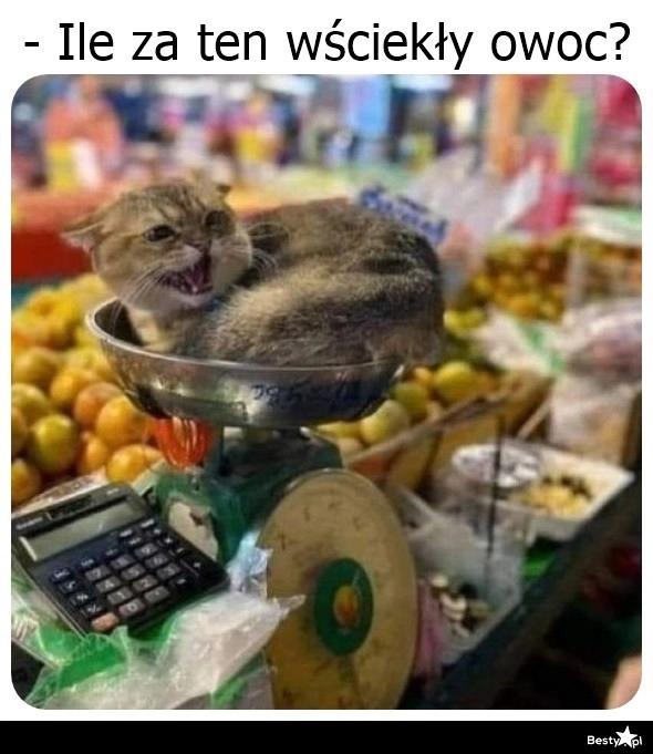 
    Wściekły owoc 