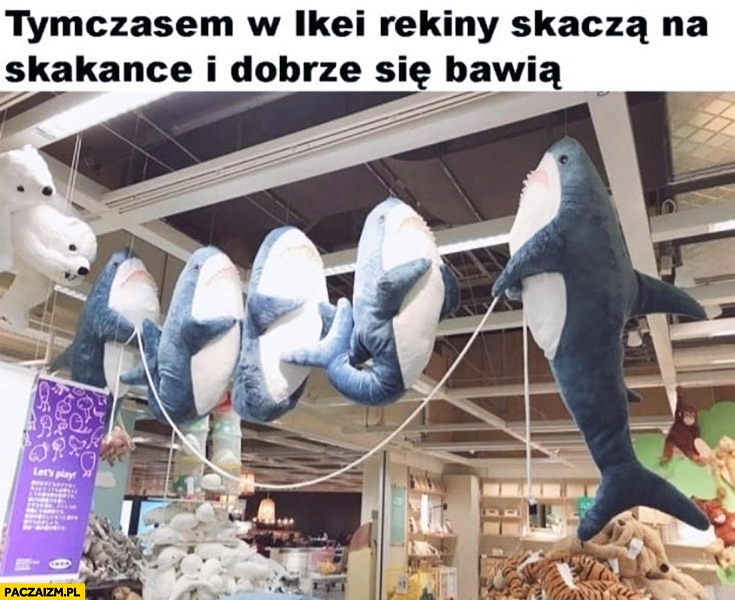 
    Tymczasem w Ikei rekiny skaczą na skakance i dobrze się bawią