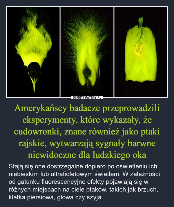 
    Amerykańscy badacze przeprowadzili eksperymenty, które wykazały, że cudowronki, znane również jako ptaki rajskie, wytwarzają sygnały barwne niewidoczne dla ludzkiego oka