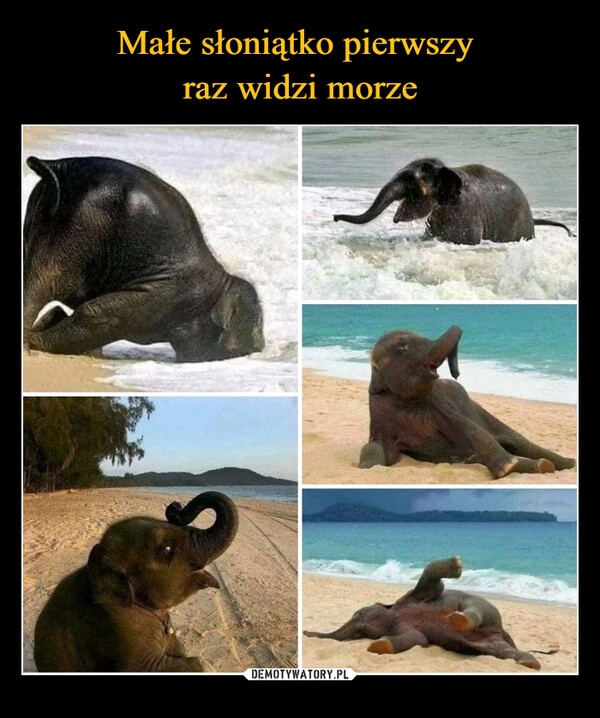 
    Małe słoniątko pierwszy 
raz widzi morze