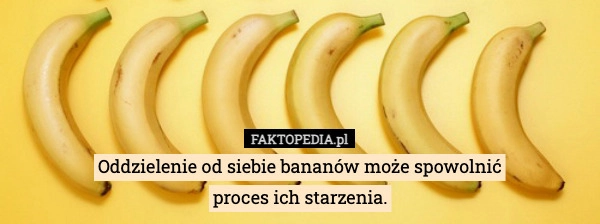 
    Oddzielenie od siebie bananów może spowolnić
proces ich starzenia.