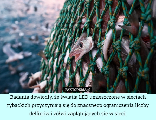 
    Badania dowiodły, że światła LED umieszczone w sieciach rybackich przyczyniają