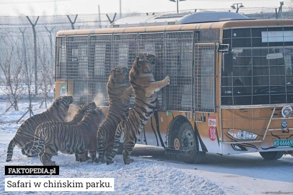 
    Safari w chińskim parku.