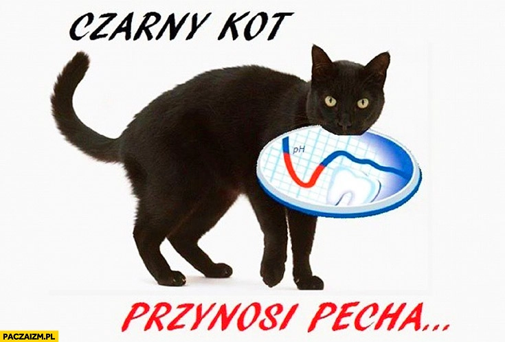 
    Czarny kot przynosi pecha ph