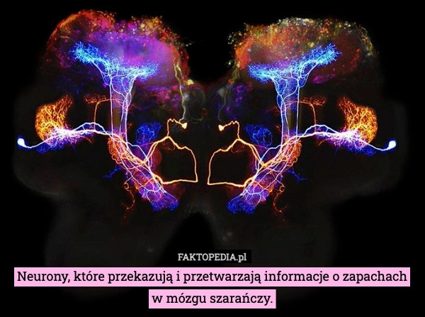 
    Neurony, które przekazują i przetwarzają informacje o zapachach
w mózgu